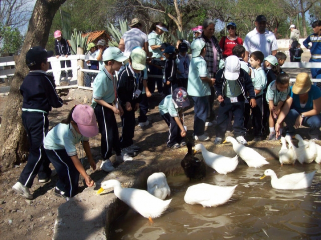 Los patitos